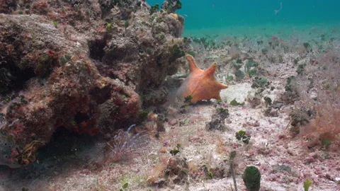 Lion Hermit duo Video stock 236053448