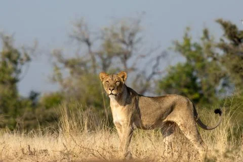 Lion On High Alert Stock Photos
