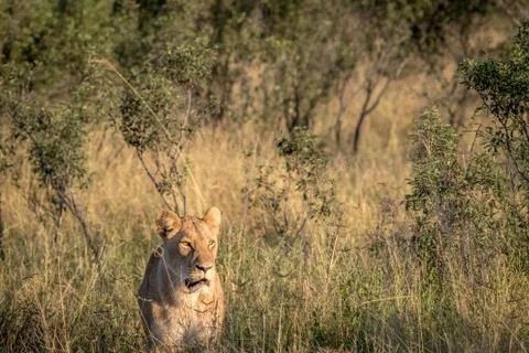Lion in the high grass in Chobe. Stock Photos