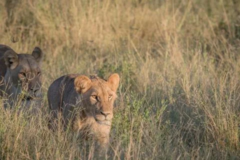 Lion in the high grass in Chobe. Stock Photos