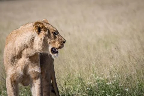 Lion in the high grass. Foto stock