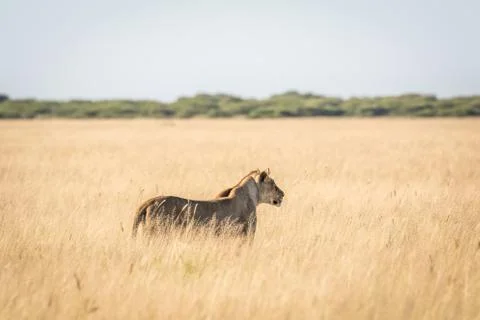 Lion in the high grass. Stock Photos