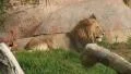 Lion on Hill Top HD Footage