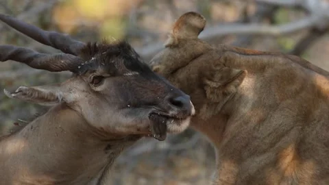 Lion hunt with Eland kill Stock Footage 132215400
