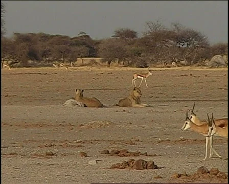 Lion on the hunt 库存影片 728255