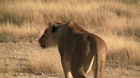 Lion in hunting position Stock Footage 12165784