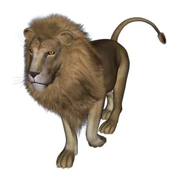 Lion Stock Illustration