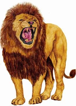 Lion  Illustrazione stock