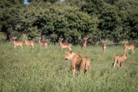 A Lion with Impalas on the background. Stock Photos