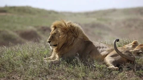 Lion with an impressive mane Stock-Footage 160541834