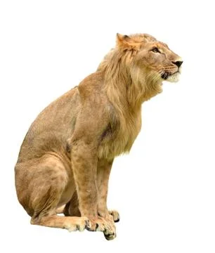 Lion isolated Foto stock