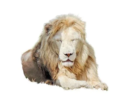 Lion isolated on white background Stock Photos