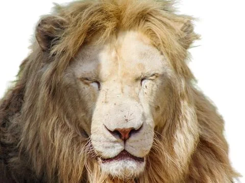 Lion isolated on white background Stock Photos