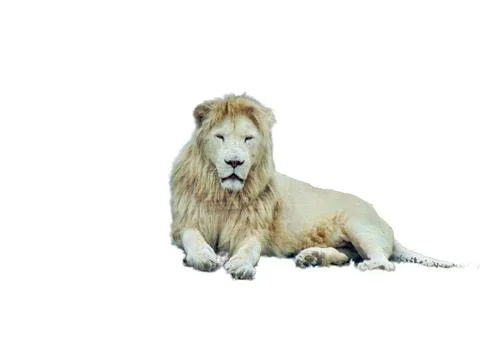 Lion isolated on white background Fotos Stock