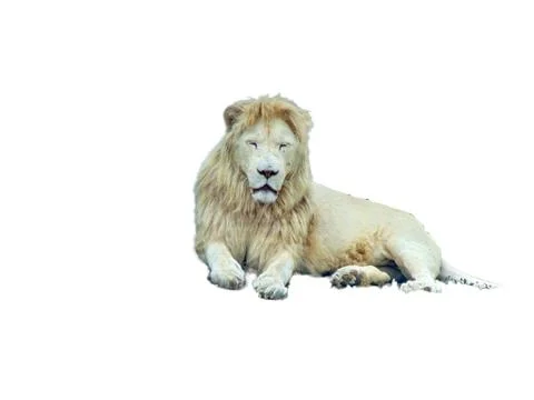 Lion isolated on white background Fotos Stock