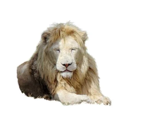 Lion isolated on white background Stock Photos