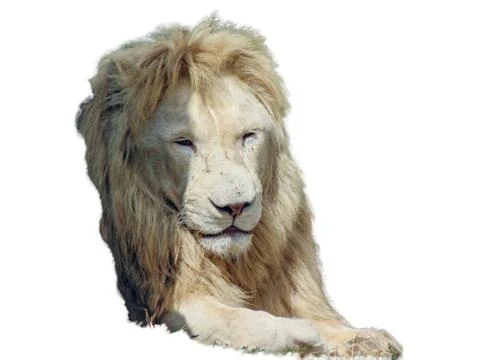 Lion isolated on white background Фото