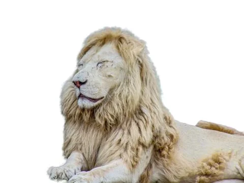 Lion isolated on white background 스톡 사진
