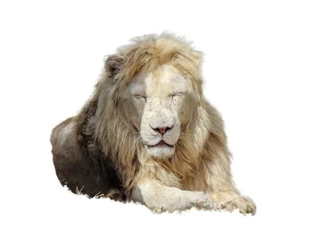 Lion isolated on white background Fotos de archivo