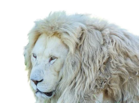 Lion isolated on white background Fotos Stock