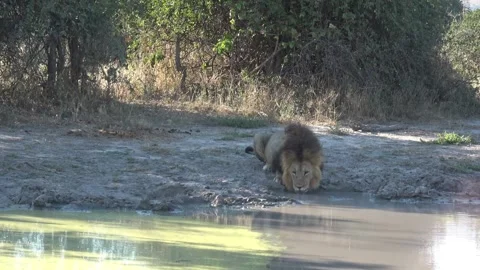 Lion keeps low, staring at camera while drinking — Part 2 Stock Footage 321234452