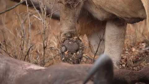 Lion Kill Buffalo Video stock 294988198