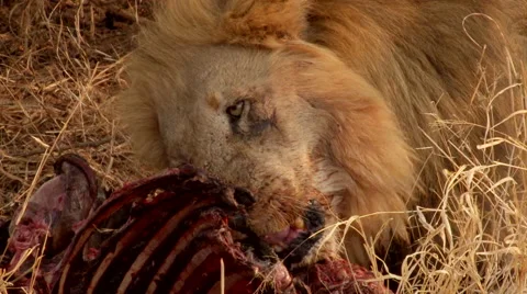 Lion at kill feeding Stock Footage 46458251