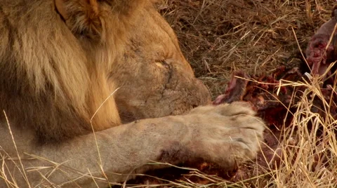 Lion kill feeding Stock Footage 46458379