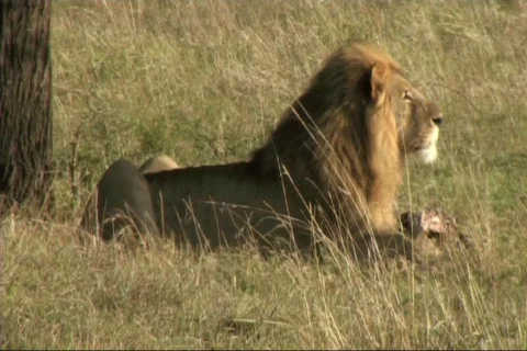 Lion with a kill Stock Footage 617802