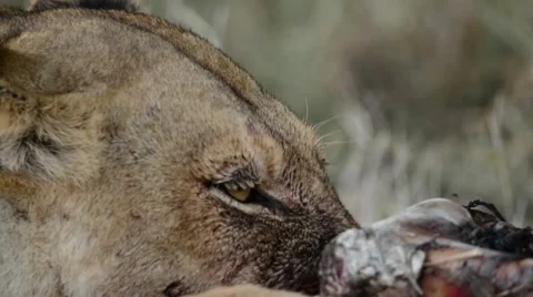 Lion on kill Stock Footage 50360168