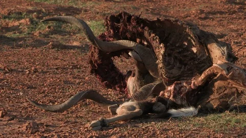 Lion kill Kudu carcass Video stock 115493130