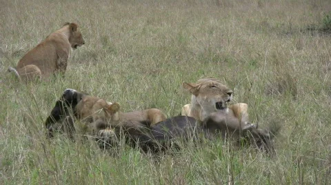 Lion killing wildebeest. Stock Footage