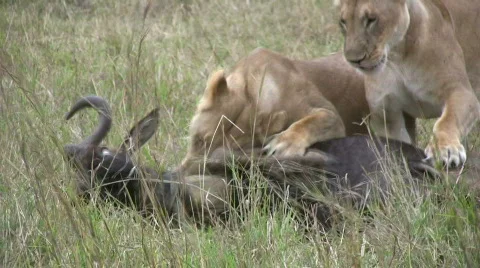 Lion Kills Wildebeest with Powerful Bite to the Neck 스톡 동영상 550426