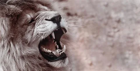 Lion - king animals Stock Photos