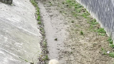 The lion is the king of beasts. Stock Footage 220552643