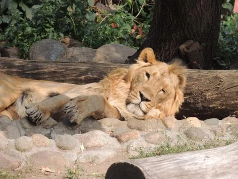 Lion king of beasts Foto stock