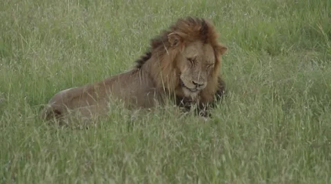 Lion king Video stock 43031148