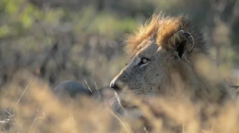 Lion king 스톡 동영상 50360165