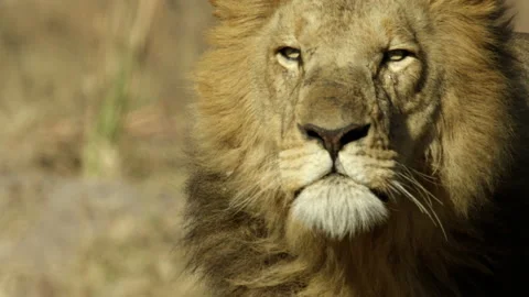 Lion king Stock Footage 187007861