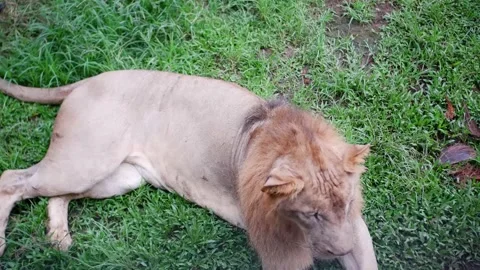 Lion king Stock Footage 229822163