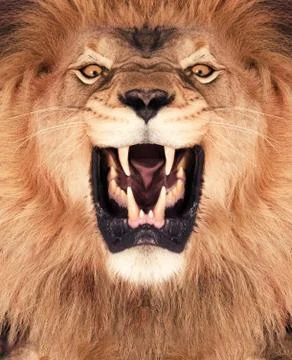 Lion king Stock Photos