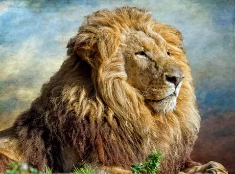 The lion king Stock Photos