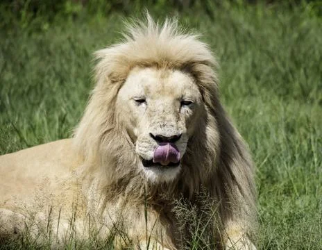 Lion king Stock Photos