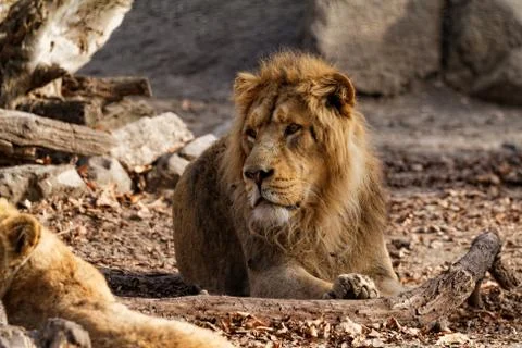 Lion king Stock Photos