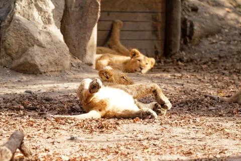 Lion king Stock Photos