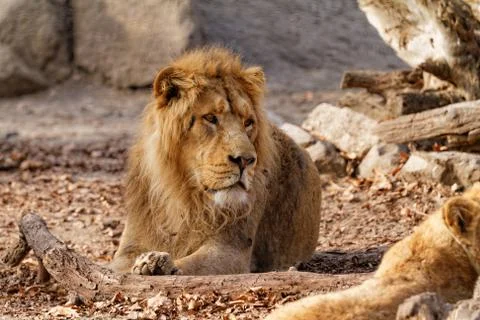 Lion king Stock Photos