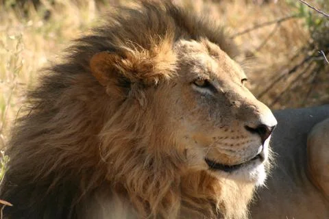 The Lion King Stock Photos