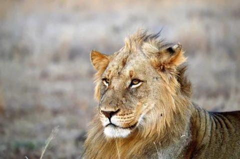 Lion King Stock Photos