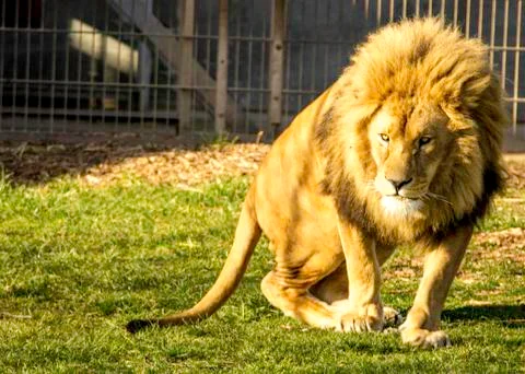 Lion King Stock Photos