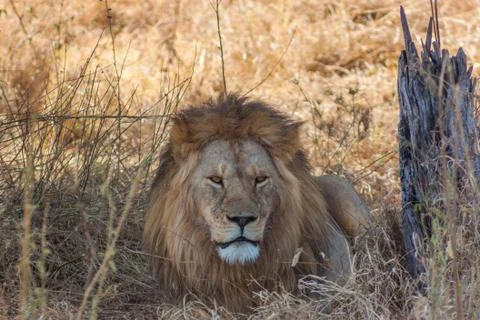 Lion king Stock Photos